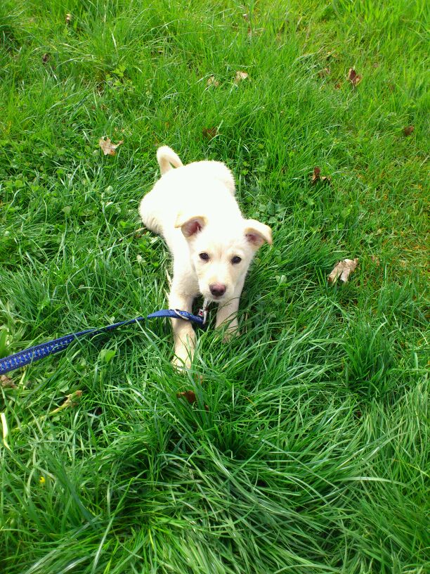 Jack (Labrador, Unbekannt) Labrador Unbekannt 